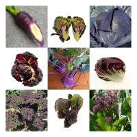 Violettes Gemüse - Samenset