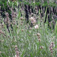 Echter Lavendel (Lavandula angustifolia) Bio Saatgut