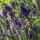 Echter Lavendel (Lavandula angustifolia) Bio Saatgut