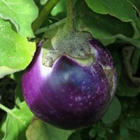 Aubergine Black Beauty (Solanum melongena) Bio Saatgut