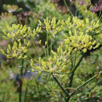 Grüner Gewürzfenchel Dulce (Foeniculum vulgare)...