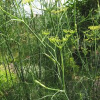 Grüner Gewürzfenchel Dulce (Foeniculum vulgare)...