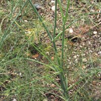 Grüner Gewürzfenchel Dulce (Foeniculum vulgare) Bio Saatgut