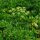 Italienische Glatte Petersilie Italian Giant (Petroselinum crispum) Bio Saatgut
