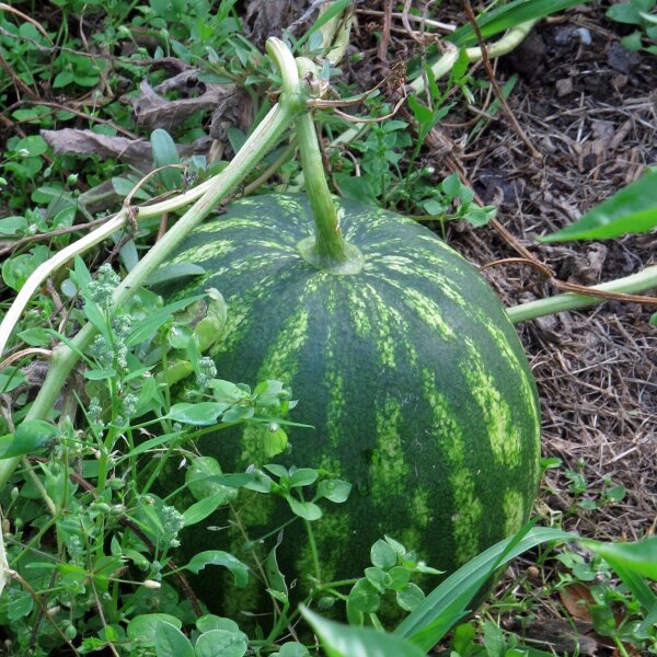 Wassermelone Crimson Sweet (Citrullus lanatus) Bio Saatgut