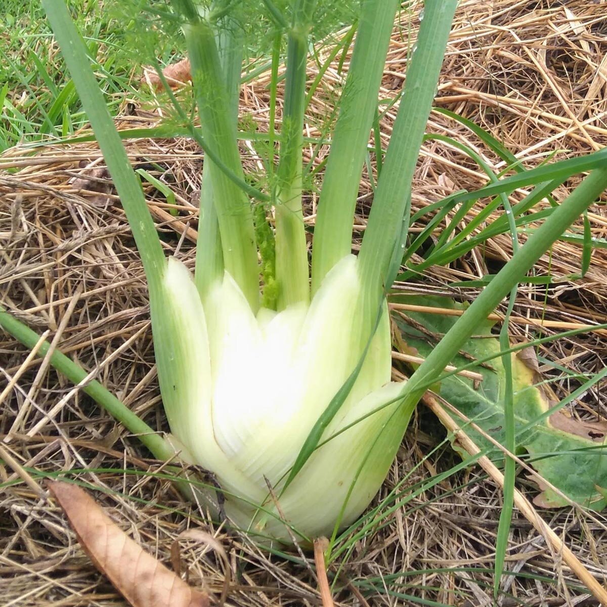 Knollenfenchel 'Romanesco' (Foeniculum vulgare var. azoricum) Bio Saatgut