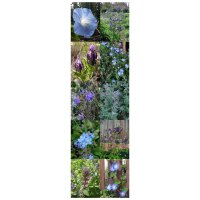 Blauer Blütentraum - Samenset