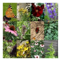 Schmetterlingsgarten - Samenset