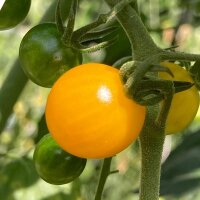 Gelbe Johannisbeertomate (Solanum pimpinellifolium) Samen