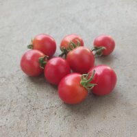 Tomate Gartenperle (Solanum lycopersicum)