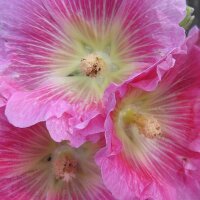 Gewöhnliche Stockrose-Mischung (Alcea rosea) Bio Saatgut