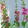 Gewöhnliche Stockrose-Mischung (Alcea rosea) Bio Saatgut