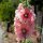Gewöhnliche Stockrose-Mischung (Alcea rosea) Bio Saatgut