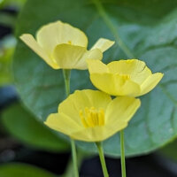 Gelber Kalifornischer Mohn (Eschscholzia caespitosa) Bio Saatgut