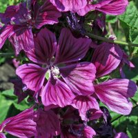 Mauretanische Malve  (Malva sylvestris ssp. mauritiana) Bio