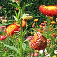 Goldstrohblume / Garten-Strohblume (Xerochrysum...