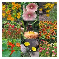 Insektenfreundliche bunte Blumen (Bio) - Samen-Geschenkset