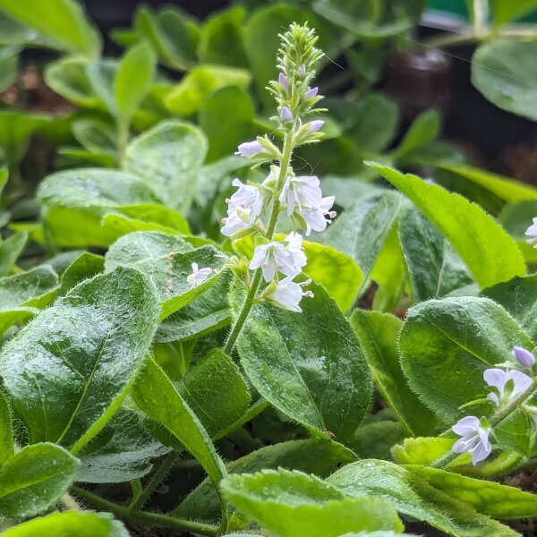 Echter Ehrenpreis (Veronica officinalis) Bio Saatgut