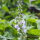 Echter Ehrenpreis (Veronica officinalis) Bio Saatgut