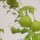 Ballonrebe / Blasen-Herzsame (Cardiospermum halicacabum) Bio Saatgut