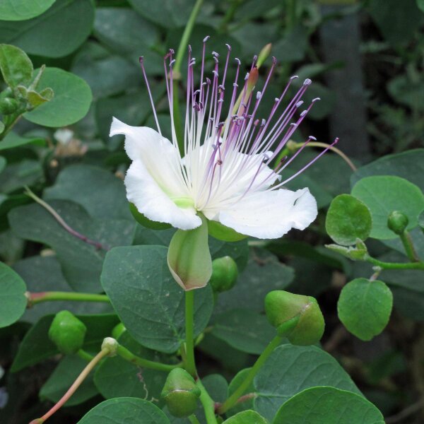 Echter Kapernstrauch (Capparis spinosa) Samen