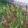 Gemeine Pfingstrose (Paeonia officinalis ssp. banatica) Bio Saatgut