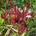 Gemeine Pfingstrose (Paeonia officinalis ssp. banatica) Bio Saatgut
