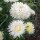Krallenaster (Callistephus chinensis) Bio Saatgut