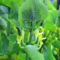 Gewöhnliche Osterluzei (Aristolochia clematitis) Bio...