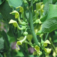 Gewöhnliche Osterluzei (Aristolochia clematitis) Bio...