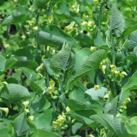 Gewöhnliche Osterluzei (Aristolochia clematitis) Bio Saatgut