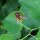 Gewöhnliche Osterluzei (Aristolochia clematitis) Bio Saatgut