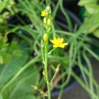 Bulbine / Katzenschwanzpflanze (Bulbine frutescens) Bio...