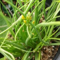 Bulbine / Katzenschwanzpflanze (Bulbine frutescens) Bio...