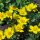 Sumpfdotterblume (Caltha palustris) Bio Saatgut