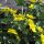 Sumpfdotterblume (Caltha palustris) Bio Saatgut
