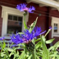 Bergflockenblume (Centaurea montana) Bio Saatgut