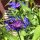 Bergflockenblume (Centaurea montana) Bio Saatgut