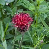 Purpurne Flockenblume (Centaurea atropurpurea) Bio Saatgut