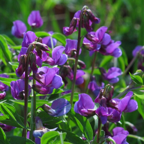 Frühlings-Platterbse (Lathyrus vernus) Samen