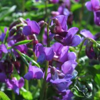 Frühlings-Platterbse (Lathyrus vernus) Samen