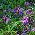 Frühlings-Platterbse (Lathyrus vernus) Samen