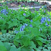 Virginisches Blauglöckchen (Mertensia virginica) Samen