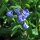 Virginisches Blauglöckchen (Mertensia virginica) Samen