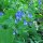 Virginisches Blauglöckchen (Mertensia virginica) Samen