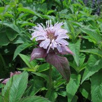 Wilde Bergamotte, Oswego-Tee (Monarda fistulosa var....