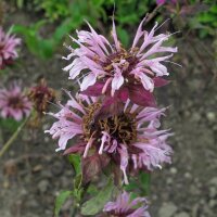 Wilde Bergamotte/ Oswego-Tee (Monarda fistulosa var. menthifoli) Bio Saatgut