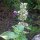 Zitronen-Katzenminze / Weisse Melisse (Nepeta cataria ssp. citriodora) Bio