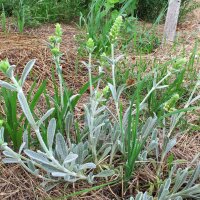 Griechischer Bergtee (Sideritis syriaca) Bio Saatgut