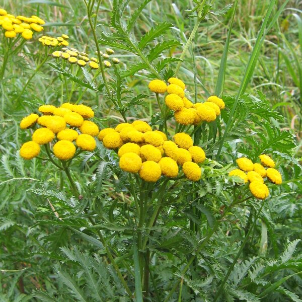 Rainfarn (Tanacetum vulgare) Bio Saatgut